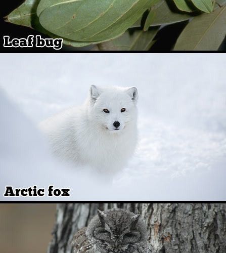 동물의 보호색.jpg