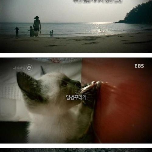 개와 고양이에 관한 진실