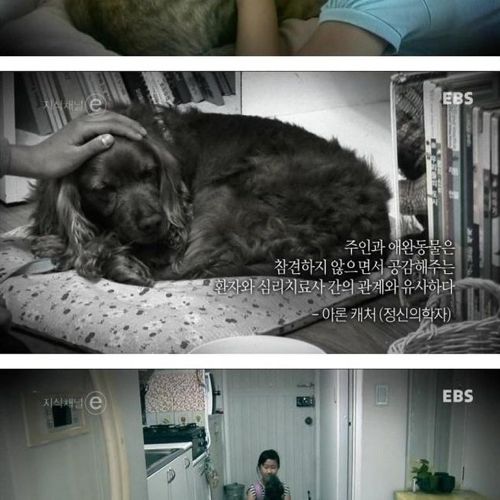 개와 고양이에 관한 진실