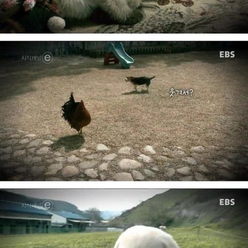 개와 고양이에 관한 진실