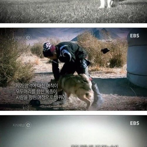 개와 고양이에 관한 진실