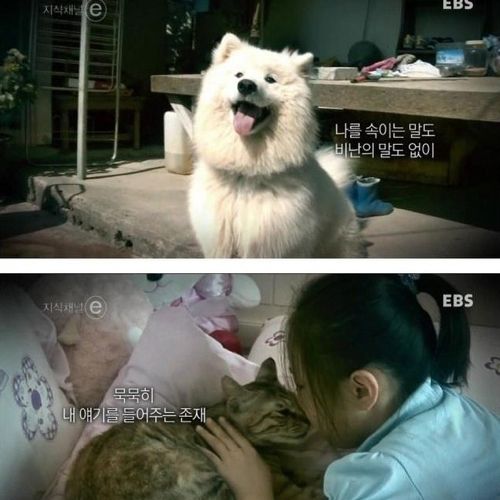 개와 고양이에 관한 진실
