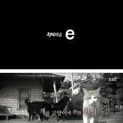 개와 고양이에 관한 진실
