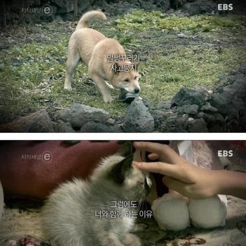 개와 고양이에 관한 진실