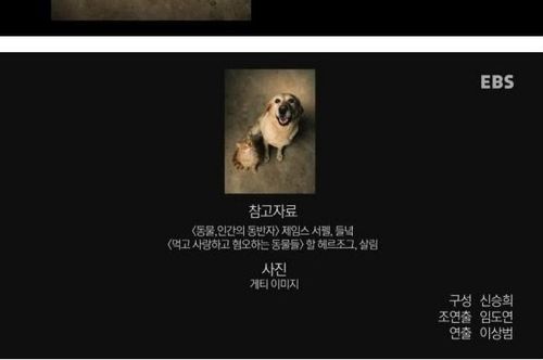 개와 고양이에 관한 진실