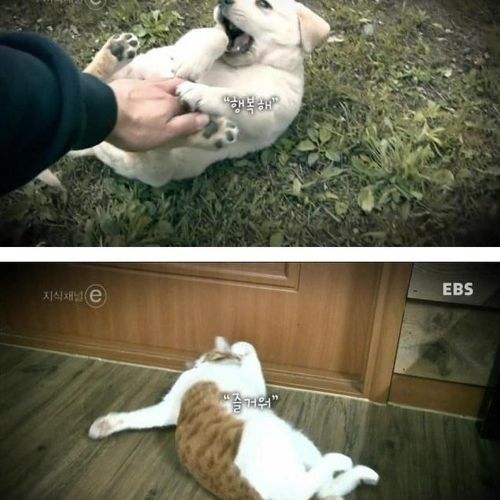 개와 고양이에 관한 진실