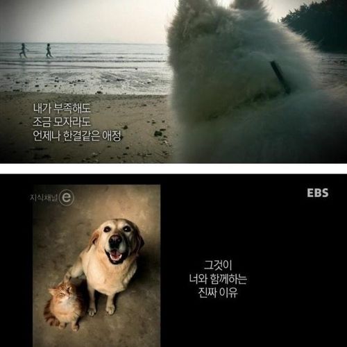 개와 고양이에 관한 진실
