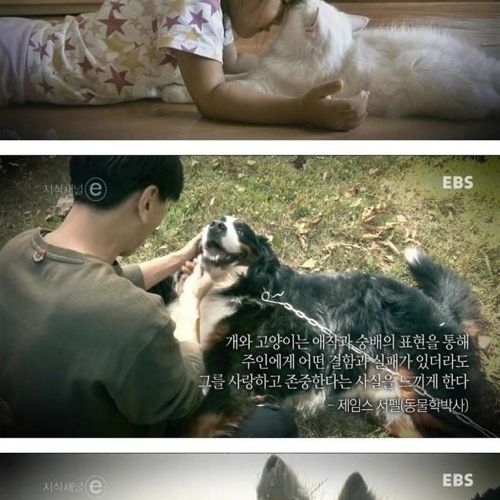 개와 고양이에 관한 진실