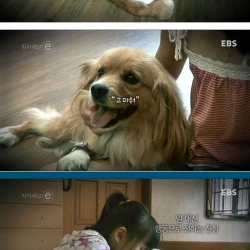 개와 고양이에 관한 진실