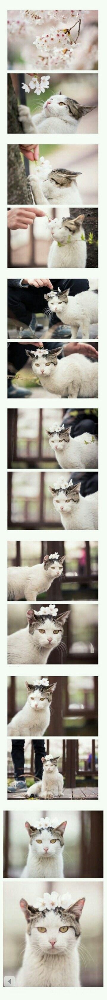 벗꽃놀이간 냥이.jpg