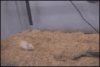 생존.gif