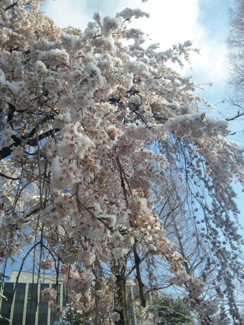 일본의 신 벚꽃축제.jpg