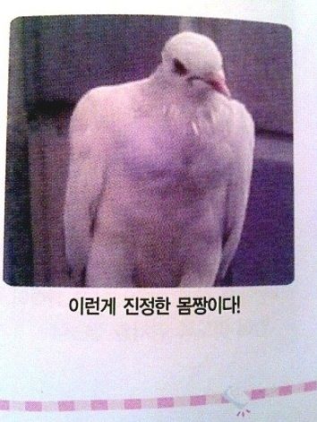 비둘기계의 몸짱.jpg