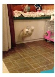 토끼의 후덜덜한 점프력.jpg