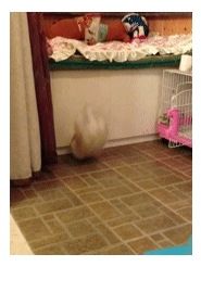 토끼의 후덜덜한 점프력.jpg