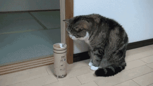 3초후에오는 반사신경.gif 