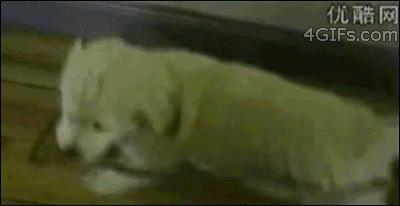 역관광.gif