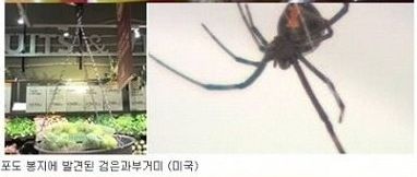 [혐]각나라에서발견된음식속이물질