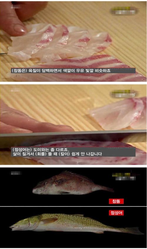 참돔의 진실.jpg