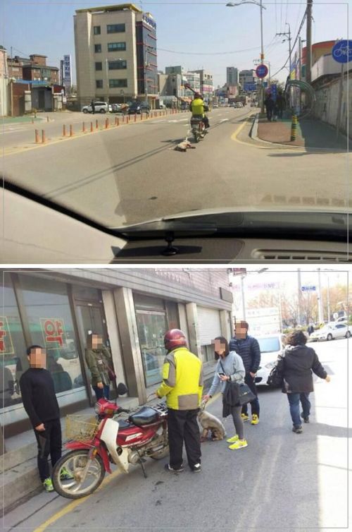 동물 학대현장.jpg