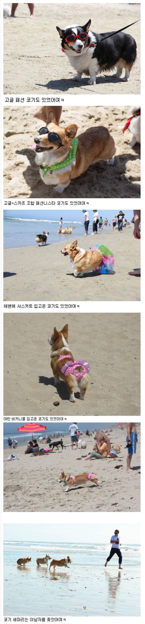 140마리의 웰시코기 해변파티