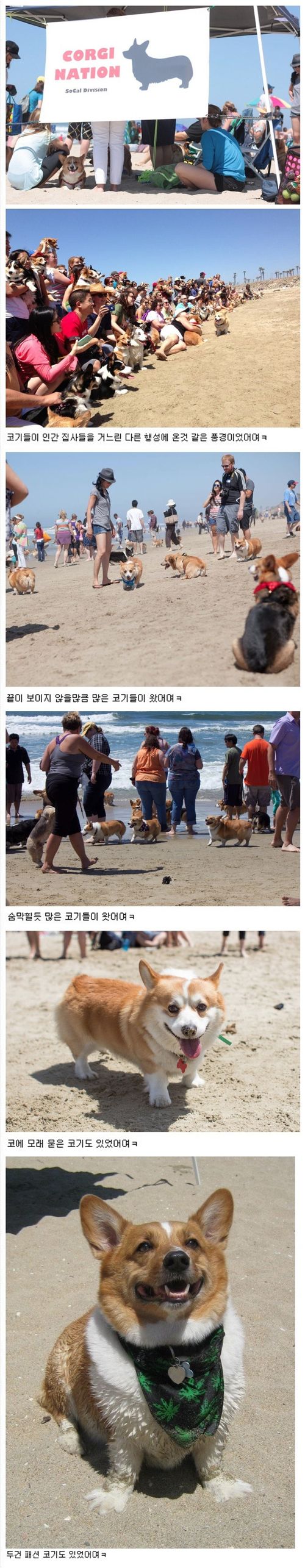 140마리의 웰시코기 해변파티