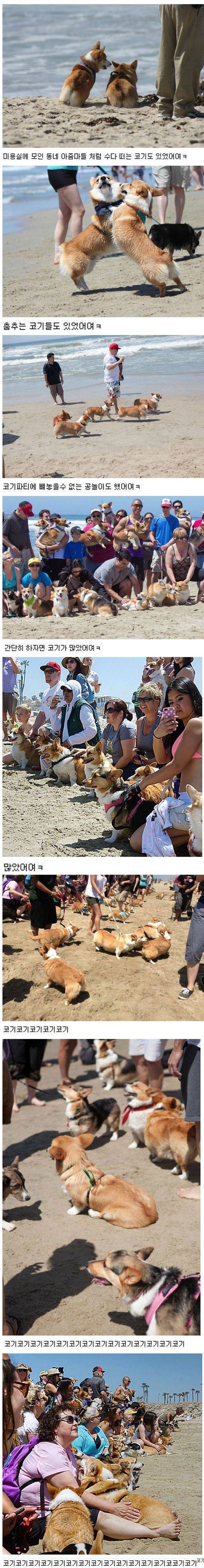 140마리의 웰시코기 해변파티