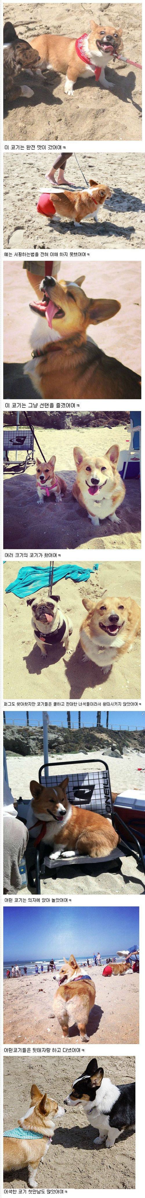 140마리의 웰시코기 해변파티