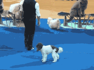 체조 개.gif