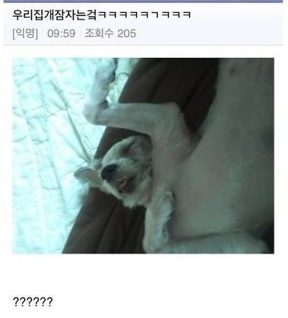 우리집 개.jpg