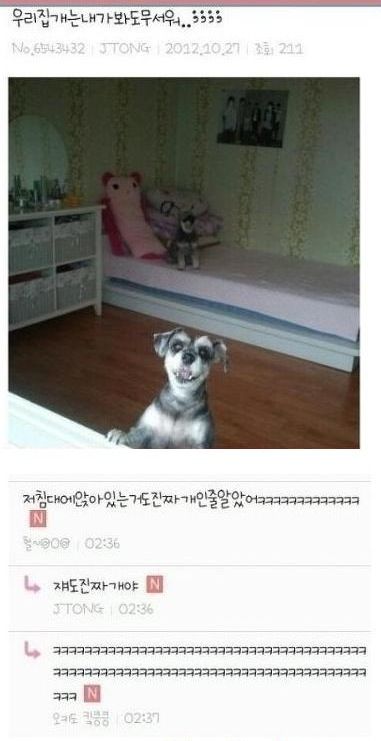 우리집 개.jpg