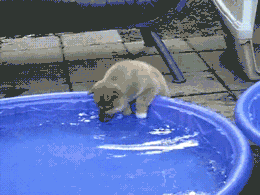 캬! 이맛이야.gif