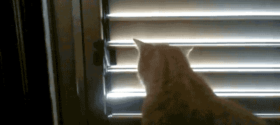 나 보고있는데 왜닫아.gif