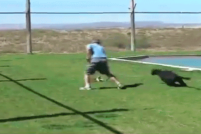 포스쩌는 흑표범.gif