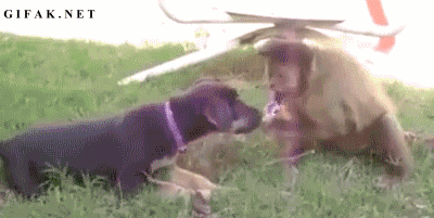 우리 미미짱 건드리지 말라능.gif