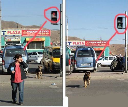 개도 지키는데.jpg