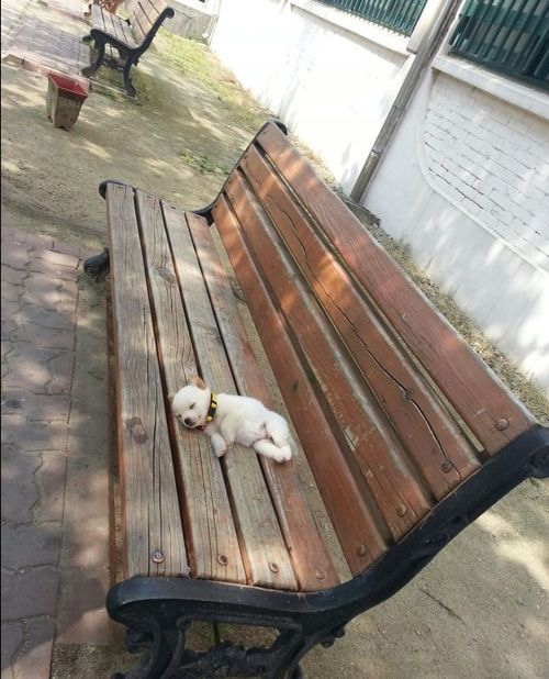 공대의 노숙개.jpg