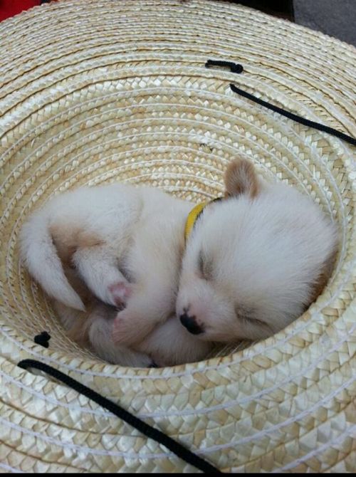 공대의 노숙개.jpg