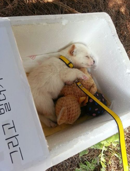 공대의 노숙개.jpg