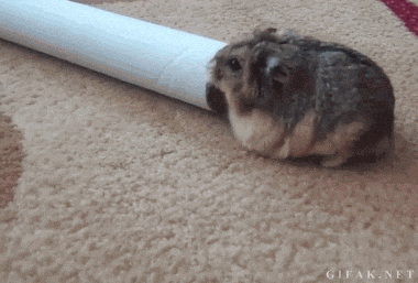 집이 왜이리 좁이.gif