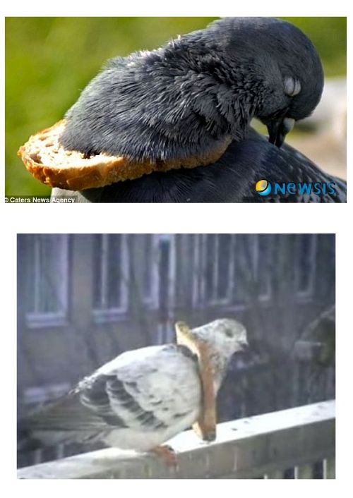 비둘기들의 핫 트렌드