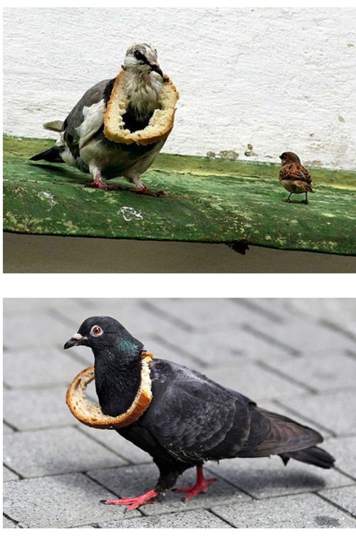 비둘기들의 핫 트렌드