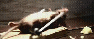헬스장의 흔한 쥐.gif