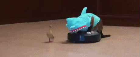 상어가 쫓아와요.gif