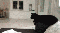 와썹.gif