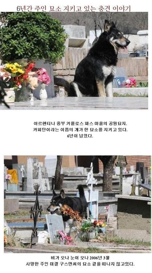 6년동안 주인묘지지킨 충견.jpg
