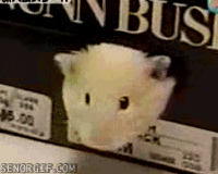 알파카로 변신.gif