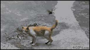 금강불괴.gif