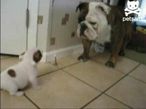 자식과 놀아주기.gif