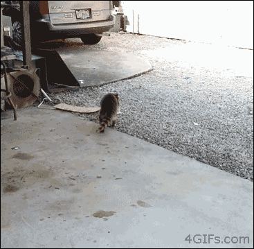 은혜갚은 너구리.gif